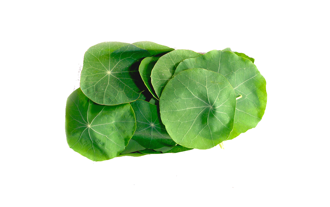 Simply Fresh Nasturtium Leaf-LG    Box  250 grams